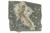 Oligocene Fossil Clupeoid Fish (Beksinskiella) - Poland #320635-1